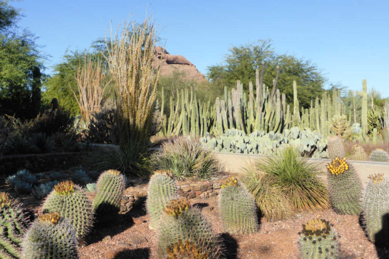 Guide to Visiting the Desert Botanical Gardens | One Trip at a Time